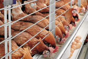 پراستیک اسید 5% دام و طیور، اسید پراستیک % طیور