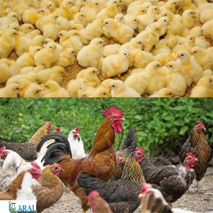 پرورش مرغ ارگانیک
