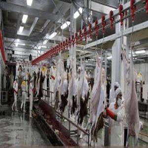 داموسیب فارم های پرورش دام و طیور