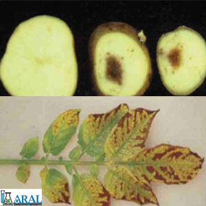 انواع بیماری سیب زمینی