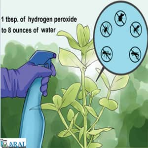 پراکسید هیدروژن یا آب اکسیژنه برای ضدعفونی گیاهان