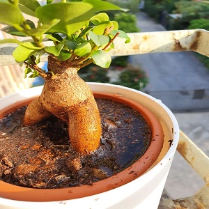 جذب آب در خاک
