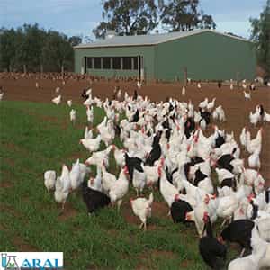 سیستم محدوده آزاد در مرغداری وجوجه کشی