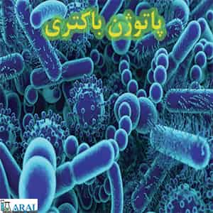 پاتوژن باکتری ها یکی از میکروب ها و عوامل بیماری زا می باشند.