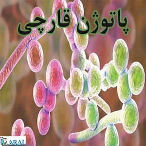 میکروب و پاتوژن قارچی از جمله پاتوژن های بیماری زا است.
