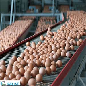 سینی های مکانیزه برای جابجایی تخم مرغ ها