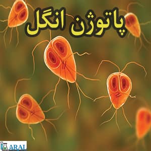 پاتوژن انگل ها، عوامل بیماری زایی هستند که مانند حیوانات کوچک رفتار می کنند،