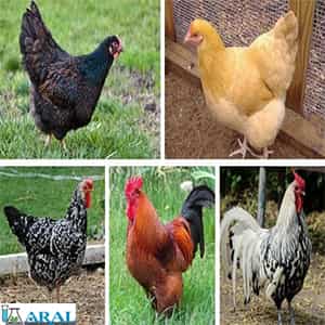 انواع مرغ برای پرورش مرغ در مرغداری