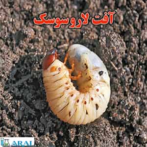 نمونه ای از آفت لارو سوسک در خاک آفت کشی خاک کشاورزی با سم آفت کش ارگانیک