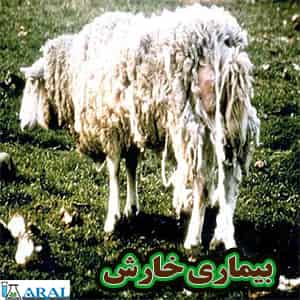 بیماری های دام- خارش در گوسفند- بیماری های گاو- بیماری های گوساله