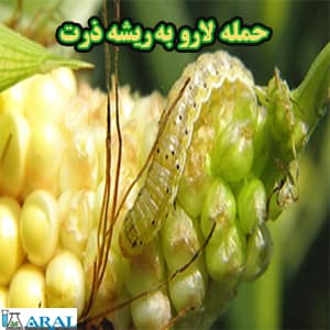 آفت کش ارگانیک برای حمله لارو به ریشه ذرت- سم آفت کش
