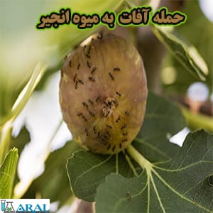 سم آفت کش برای حمله آفات به میوه انجیر- بهتر است برای میوه ها از آفت کش ارگانیک استفاده شود.