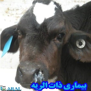 بیماری های گوساله- ذات الریه_Livestock diseases- بیماری های گاو