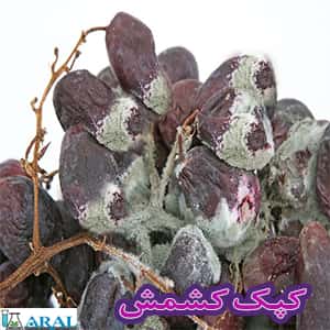 "کپک
