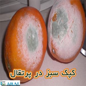 بیماری کپک سبز در میوه پرتقال