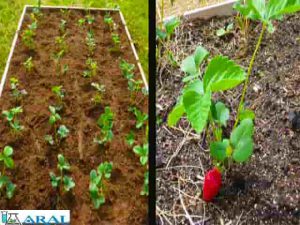 کاشت توت فرنگی در باغچه