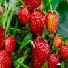 دنیای اسرار آمیز کاشت توت فرنگی