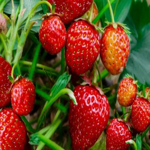 دنیای اسرار آمیز کاشت توت فرنگی