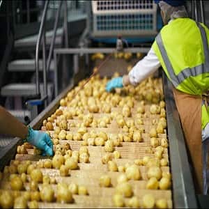 صنایع IQF بسته بندی مواد غذایی- میوه و سبزیجات