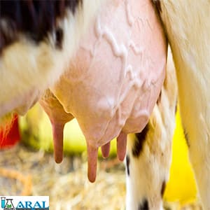 پاتوژن ورم پستان گاو (ماستیت)- انواع بیماری های ورم پستان گاو
