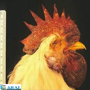 آنفولانزا مرغی-پیشگیری از بیماری های واگیردار طیور 