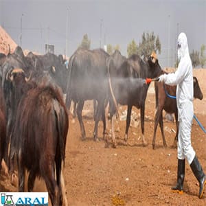 ضدعفونی گاوها برای جلوگیری از شیوع بیماری تب کنگو