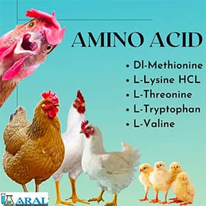 نقش اسید آمینه در تغذیه و اسیدهای آمینه ضروری خوراک دام و طیور- آمینو اسید در خوراک و
