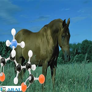 اسید آمینه برای اسب
