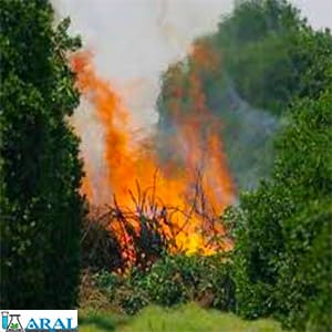 سوزاندن درختان آلوده جهت پیشگیری بیماری شانکر مرکبات