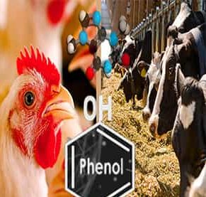 استفاده از ترکیبات فنل دار در مزارع دام و طیور
