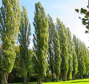 کاشت درختان بادشکن در پیشگیری شانکر باکتریایی
