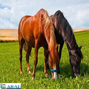 تاثیر اسید آمینه برای اسب