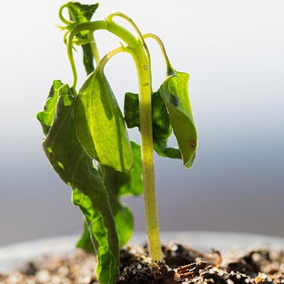 بیماری بوته میری