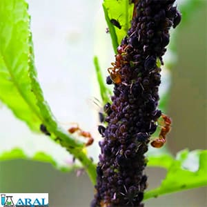 مورچه ها مهم ترین آفات درختان میوه هسته دار