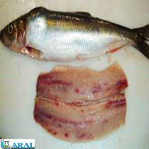 ایکتیوسپوریدیوم، یکی از بیماری های قارچی ماهیان
