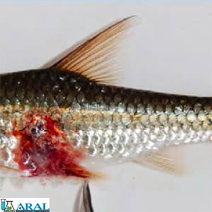 آفت قرمز یکی از بیماری‌ های ماهی های پرورشی، بیماری های آبزیان