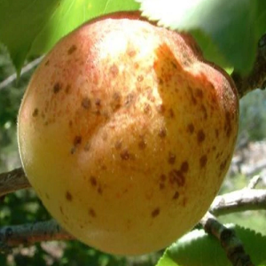 بیماری درختان سیاه ریشه، آفات درختان میوه هسته دار