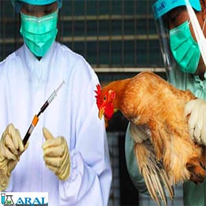 واکسیناسیون بیماری آنفولانزای مرغی