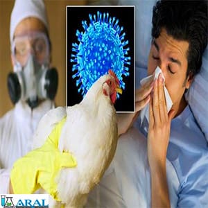 بیماری آنفولانزای مرغ