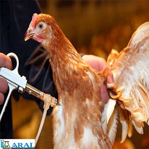 تزریق واکسن جهت درمان بیماری برونشیت مرغی