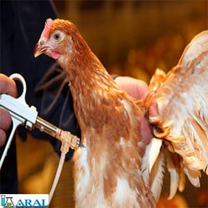 تزریق واکسن جهت درمان بیماری برونشیت مرغی