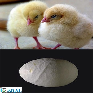 علائم بیماری برونشیت در مرغ و تخم مرغ