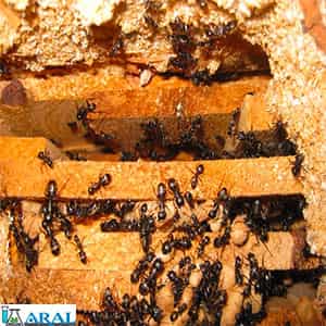مورچه ها یکی از عوامل بیماری های زنبور، علل بیماری زنبورها