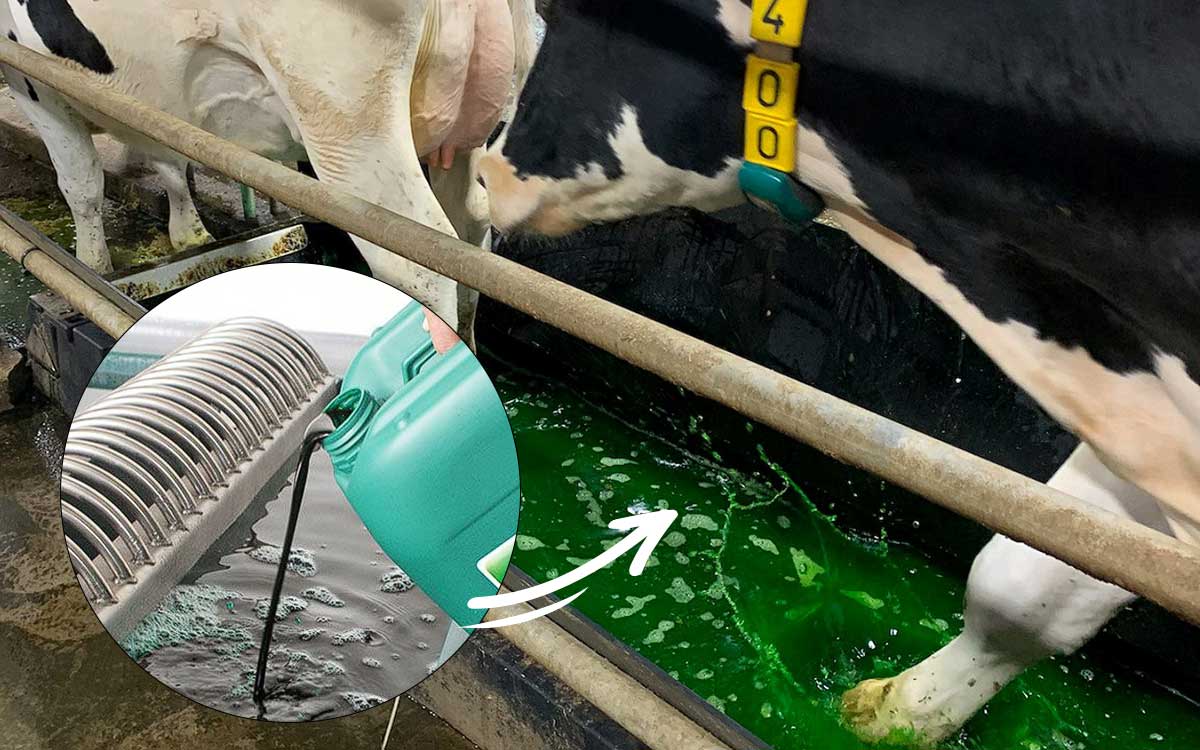 حمام سم برای ضدعفونی لنگش دام