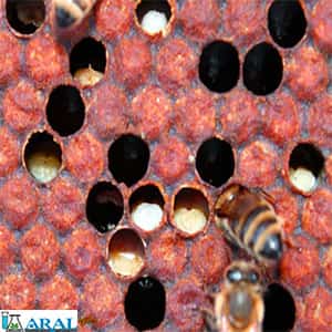 کندوی آلوده، یکی از علل بیماری زنبورها، بیماری زنبور عسل