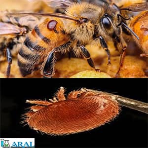 کنه واروآ یکی از علل بیماری زنبورها، بیماری زنبور عسل