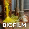 بیوفیلم (زیست لایه) چیست؟