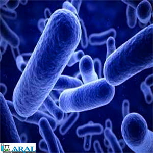 نحوه عملکرد اسیدی فایرهای خوراک طیور بر روی باکتریها و تاثیر بر کاهش رشد آنها