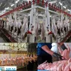 ضدعفونی کشتارگاه های دام و طیور