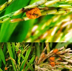 بیماری کرم ساقه خوار برنج
